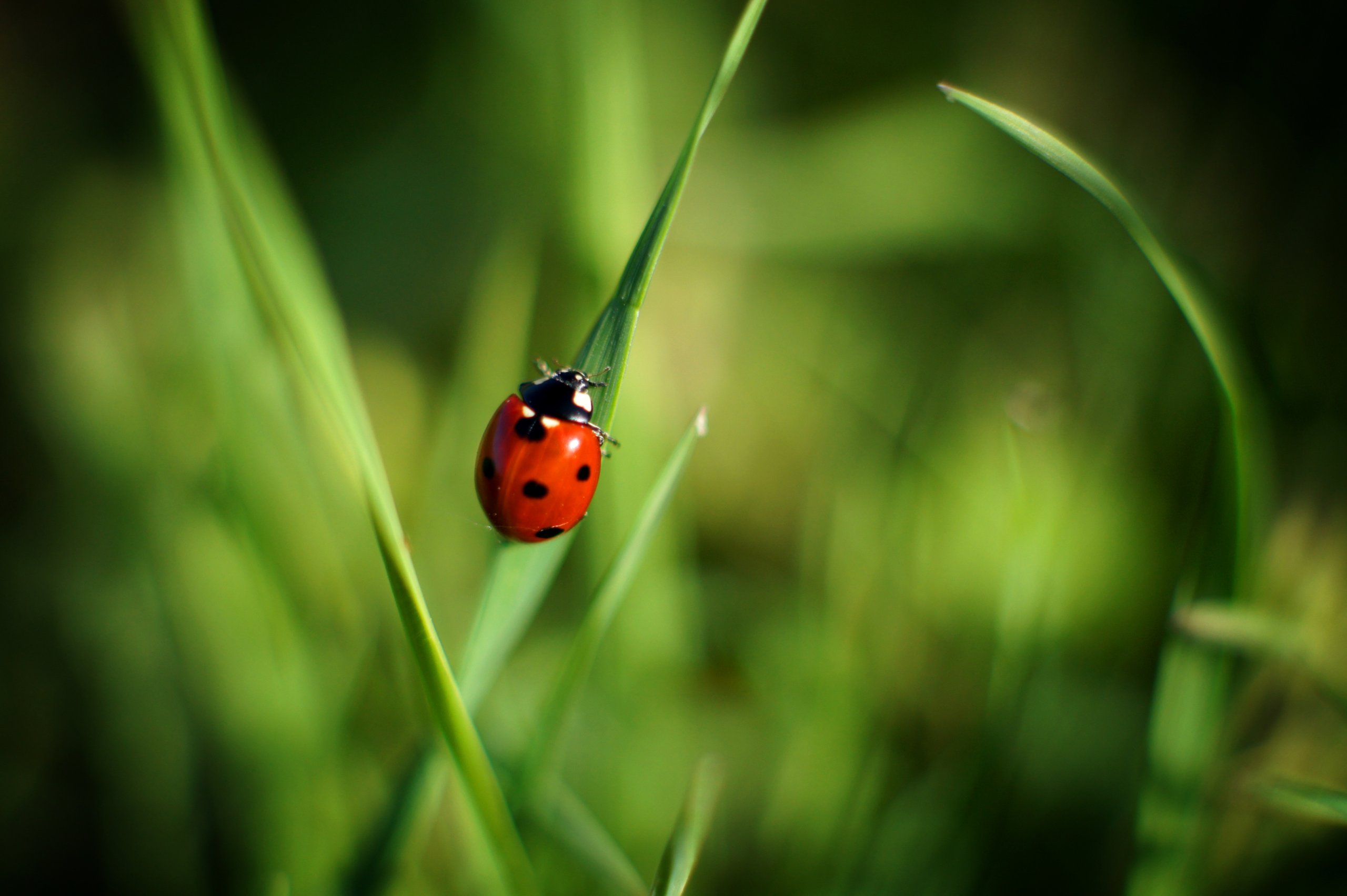 Wallpapers Animals Insects - Ladybugs Magnifique