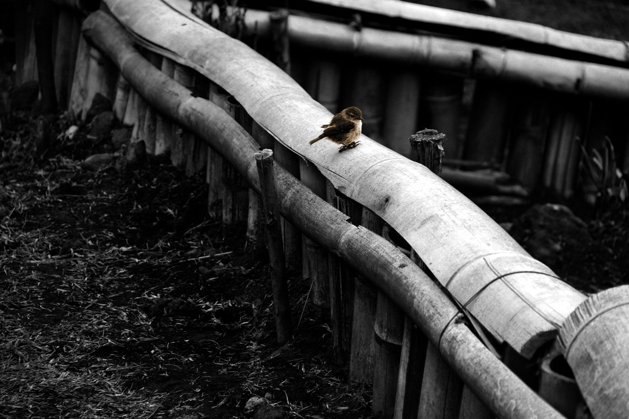 Fonds d'cran Animaux Oiseaux - Divers La solitude d'un oiseau