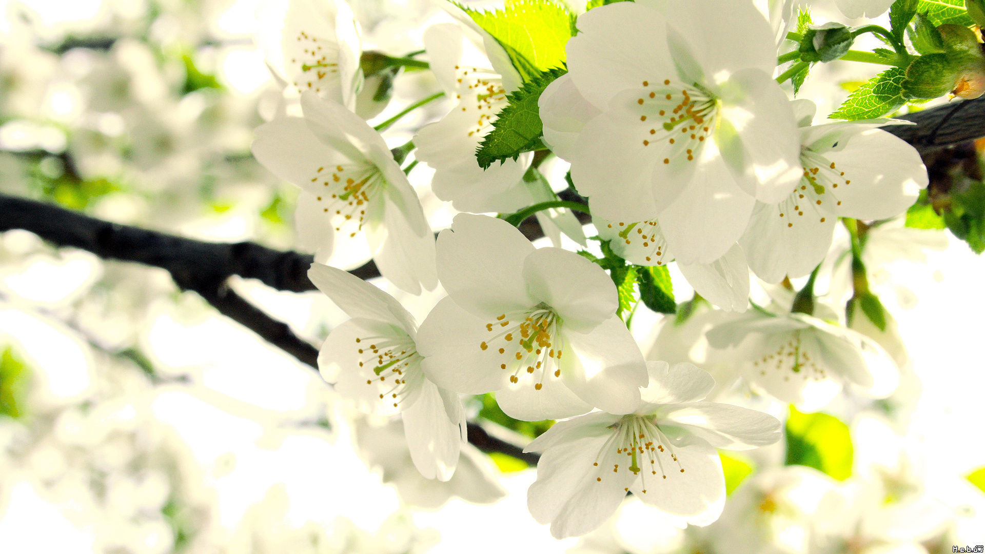 Fonds d'cran Nature Fleurs 