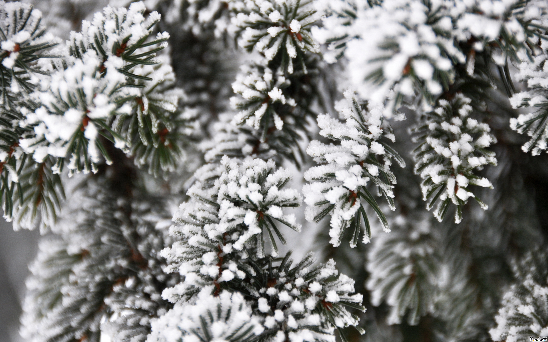 Fonds d'cran Nature Saisons - Hiver 