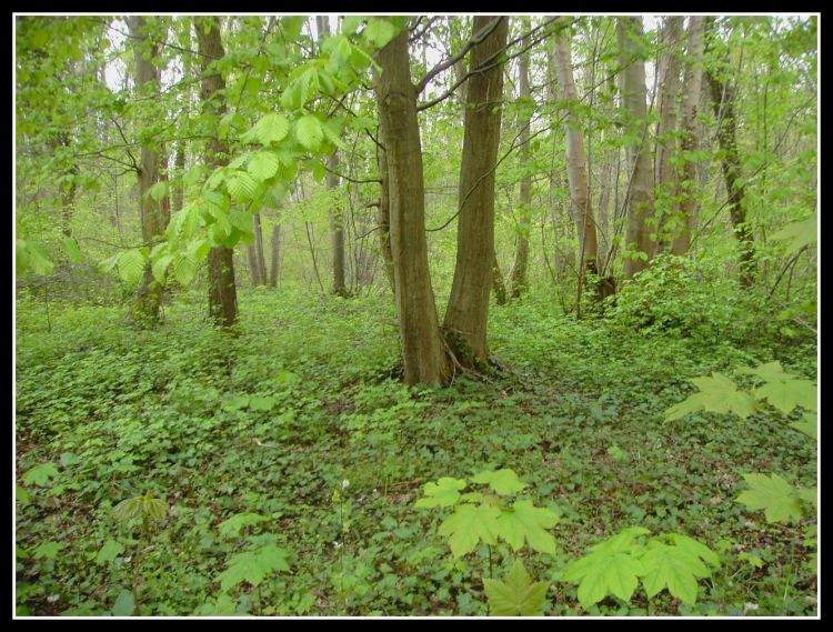 Fonds d'cran Nature Arbres - Forts foret