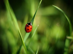  Animaux Magnifique