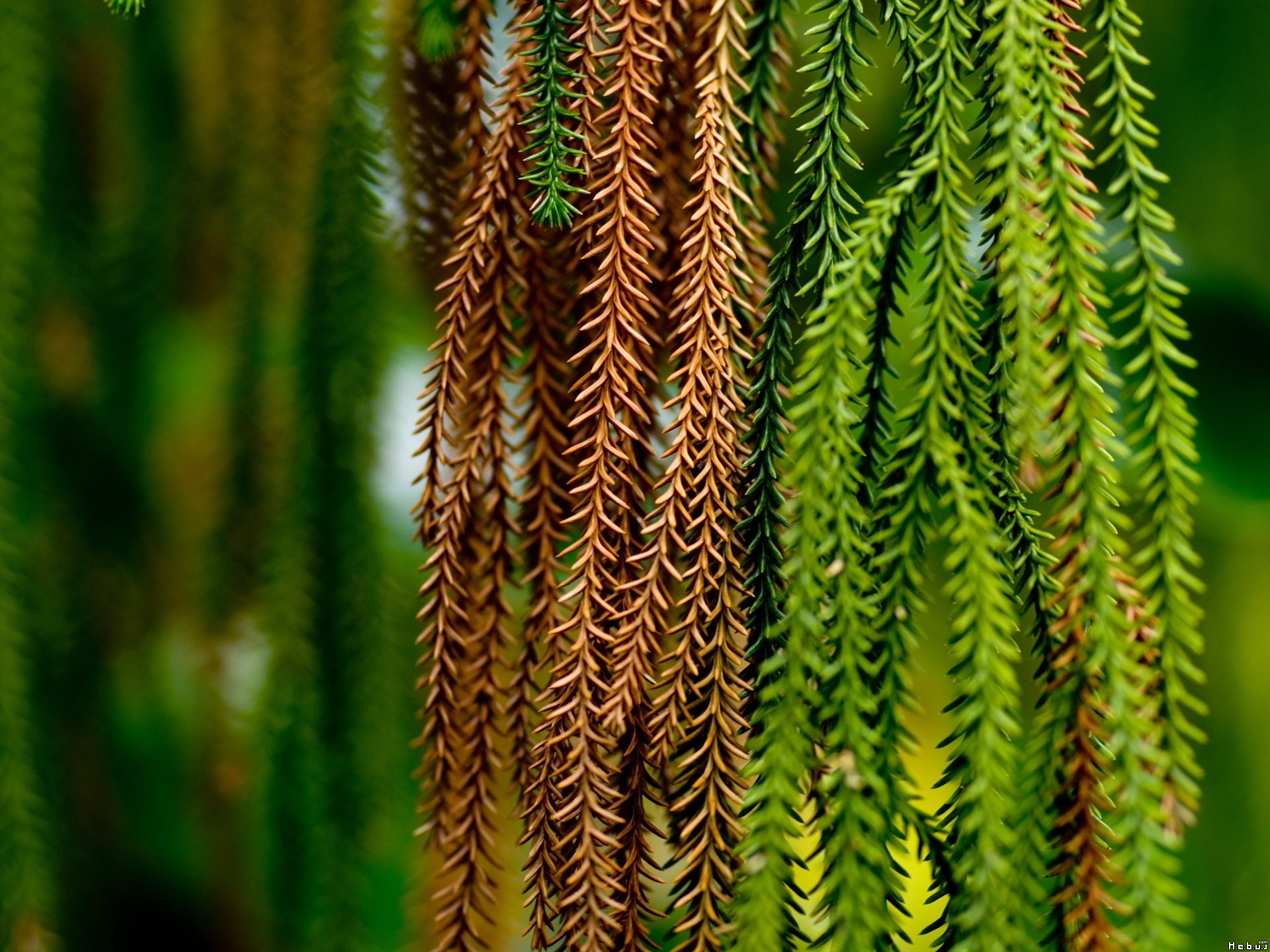 Fonds d'cran Nature Arbres - Forts 