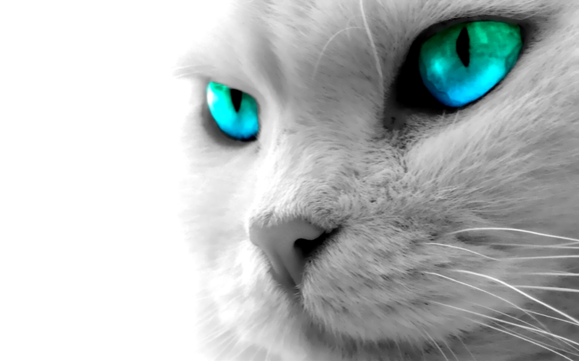 Wallpapers Animals Cats - Kittens 