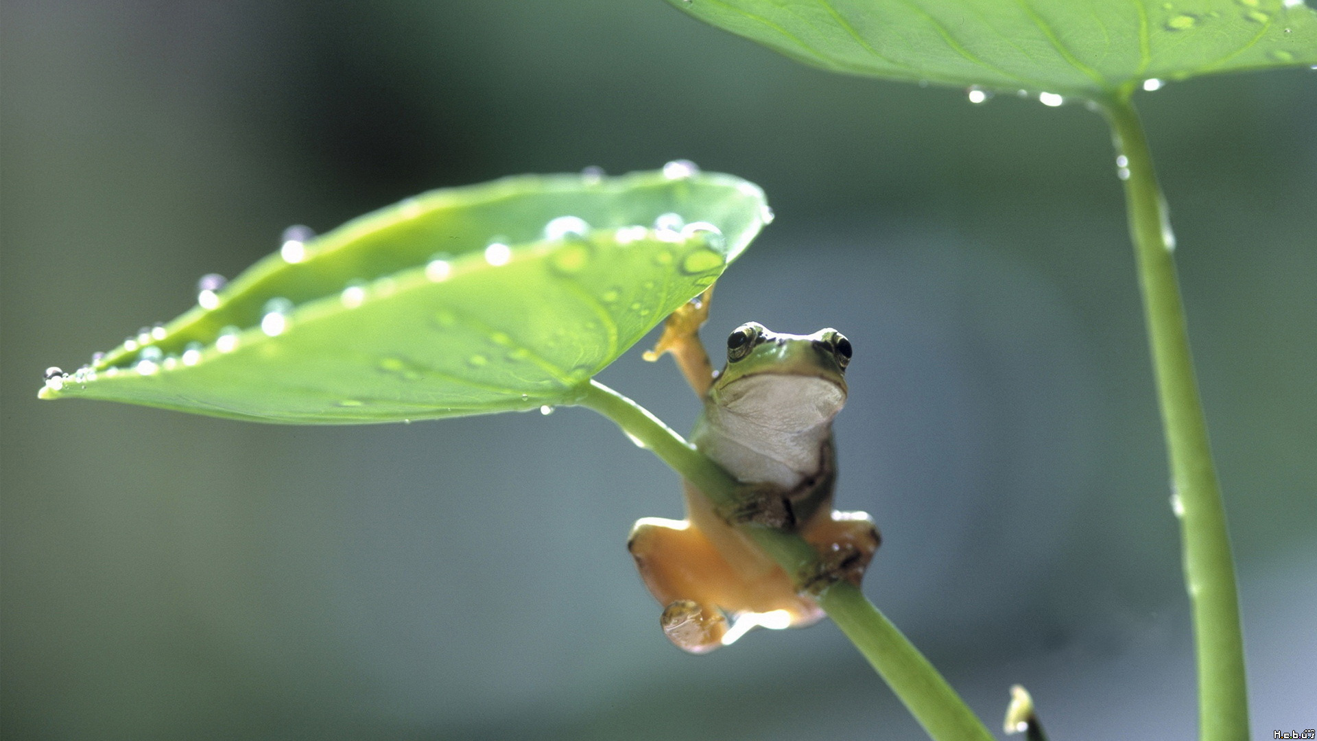 Wallpapers Animals Frogs - Toads 