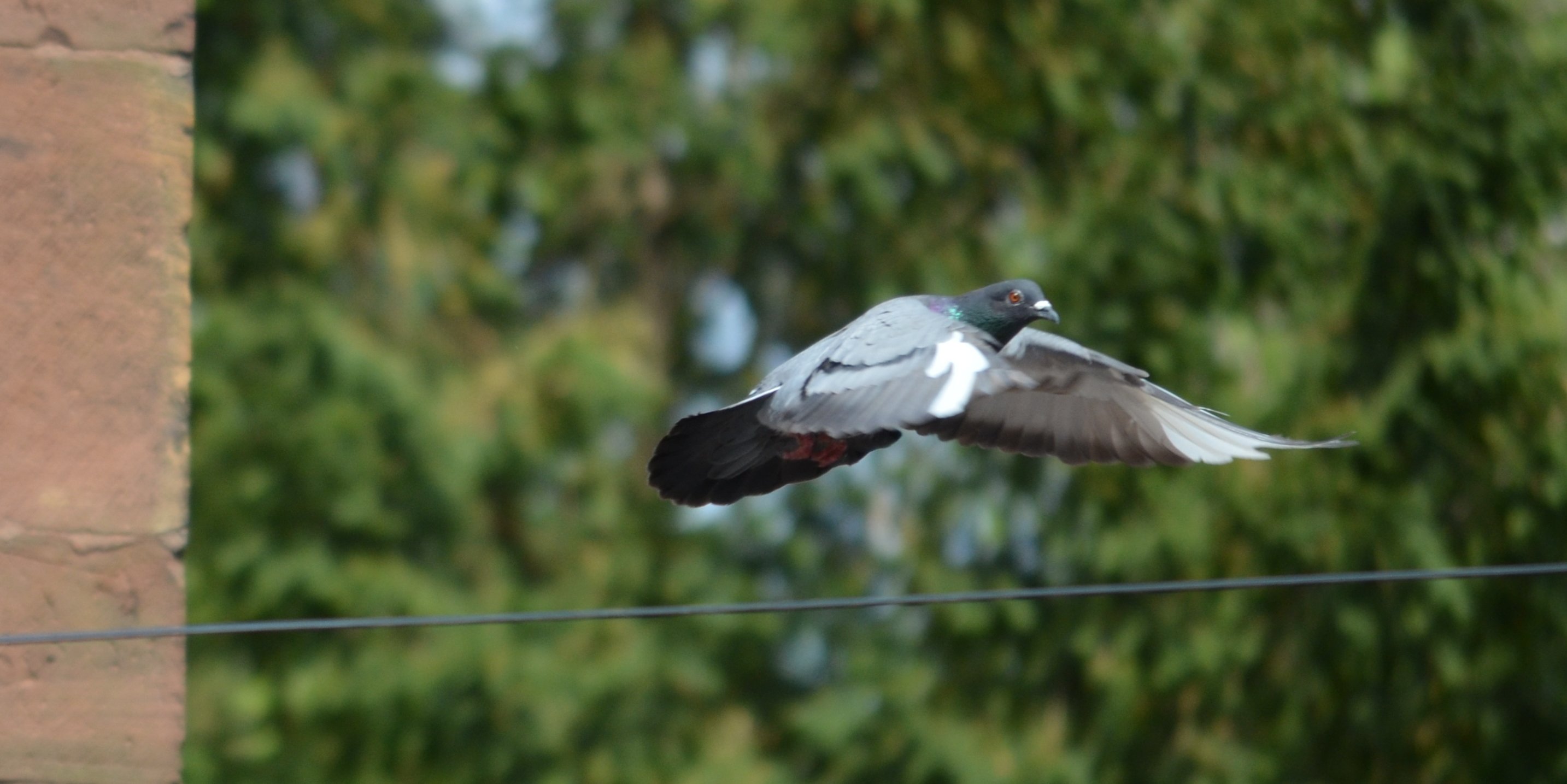 Fonds d'cran Animaux Oiseaux - Pigeons et Tourterelles 