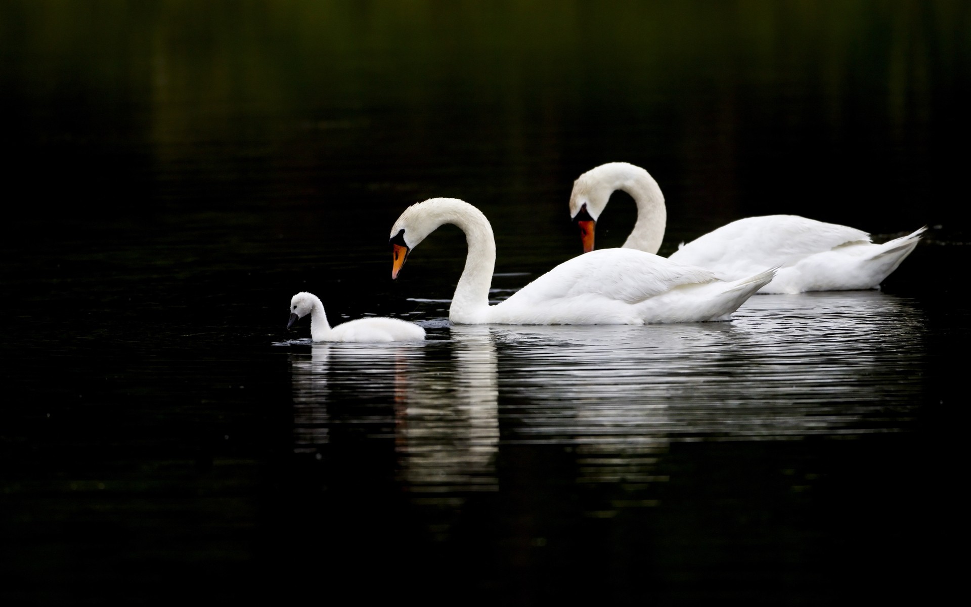 Wallpapers Animals Birds - Swans 