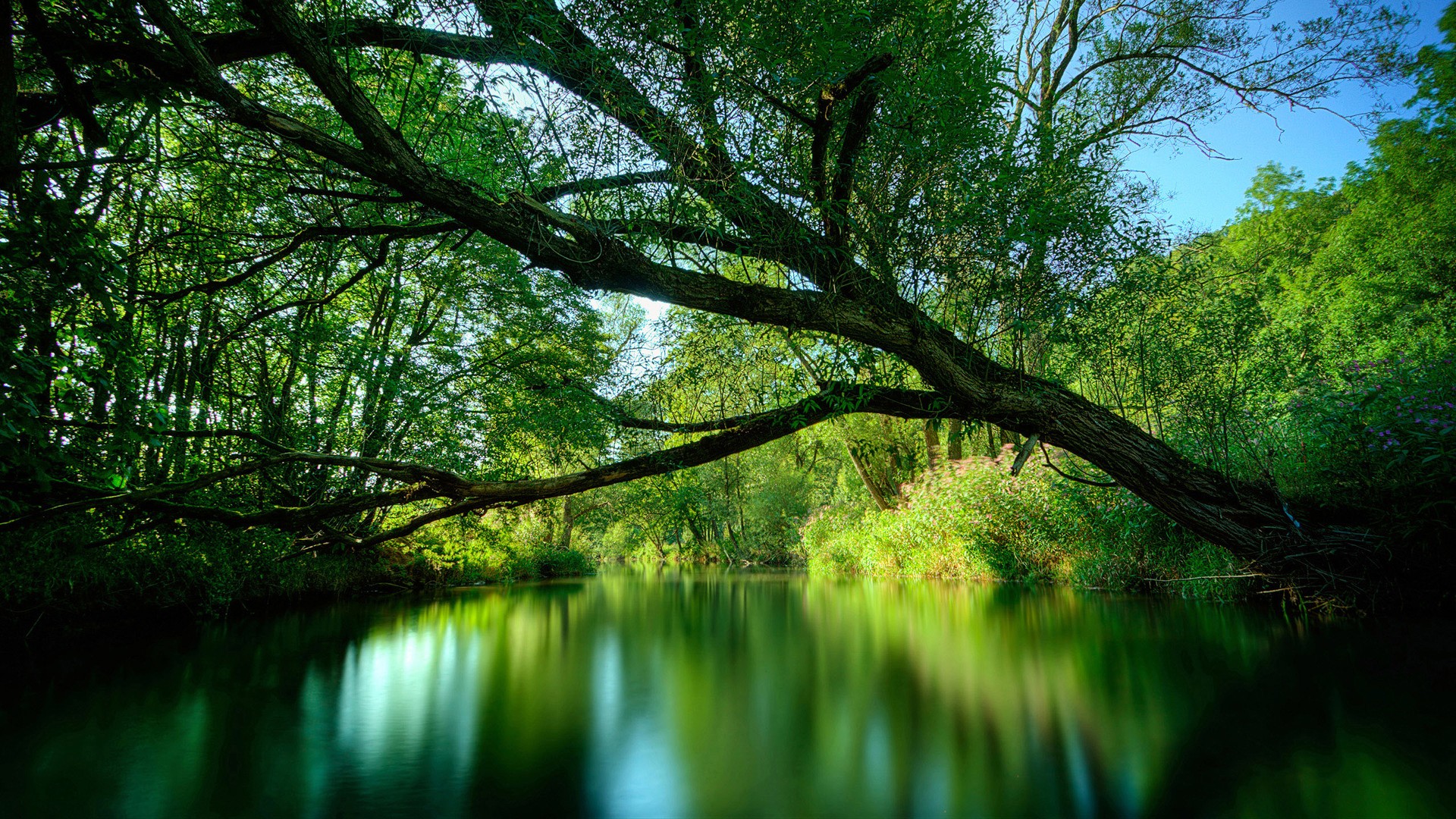 Fonds d'cran Nature Arbres - Forts 