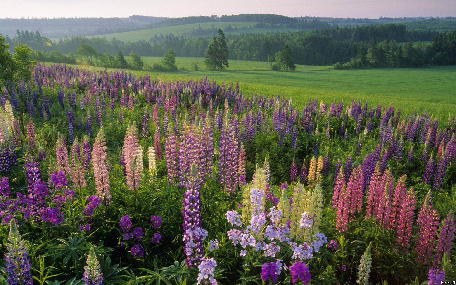 Fonds d'cran Nature Fleurs 