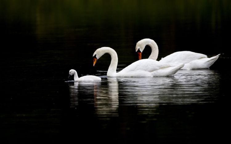 Wallpapers Animals Birds - Swans Wallpaper N297584