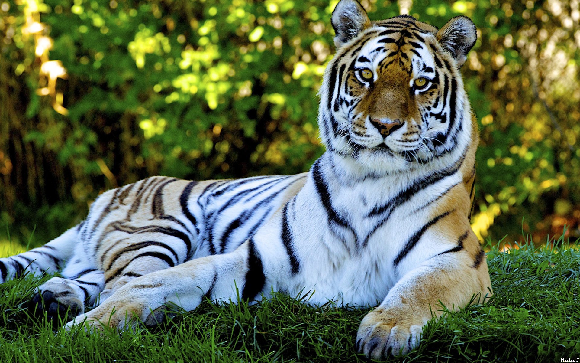 Fonds d'cran Animaux Flins - Tigres 