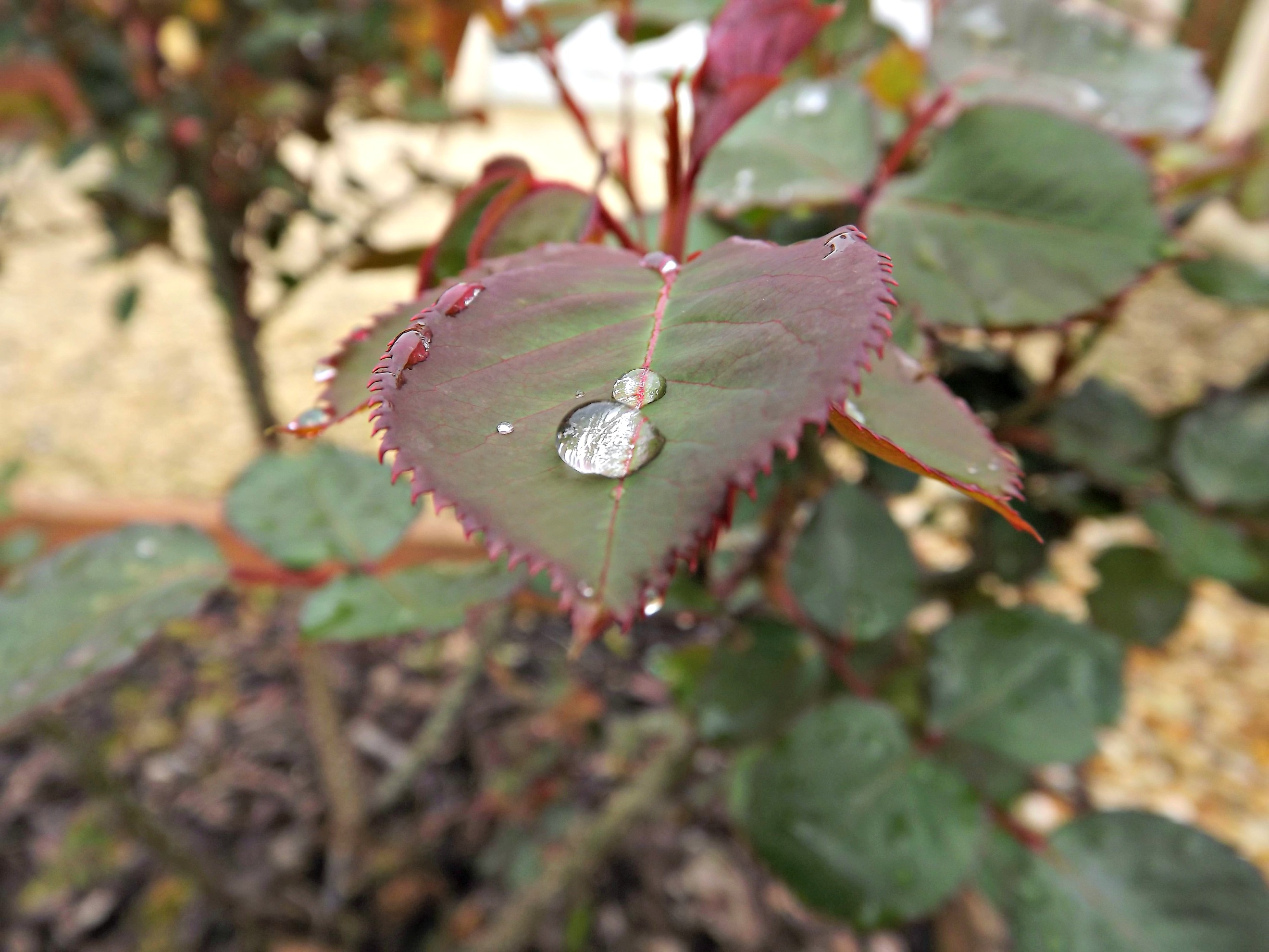 Fonds d'cran Nature Feuilles - Feuillages une perle sur la feuille