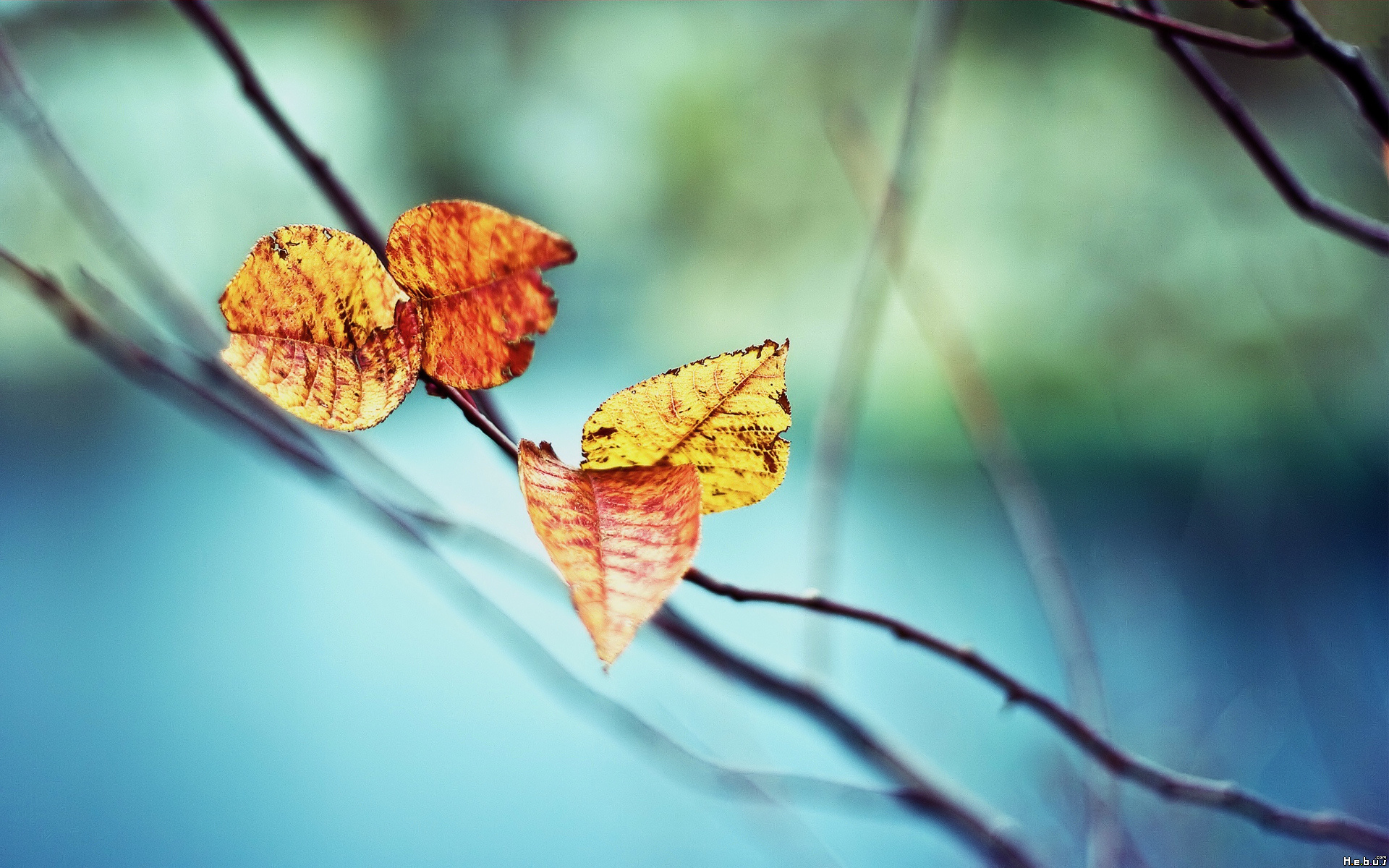 Fonds d'cran Nature Feuilles - Feuillages 