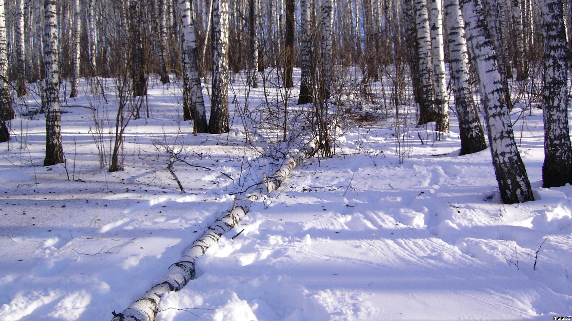 Fonds d'cran Nature Arbres - Forts 