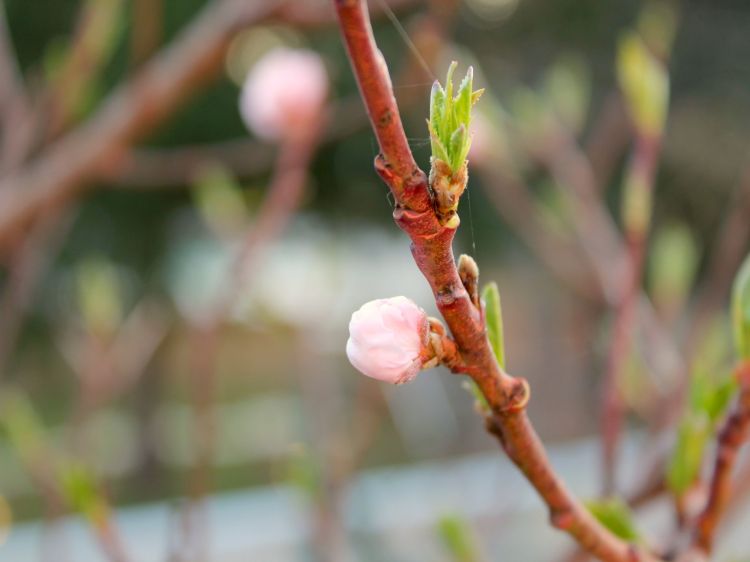 Fonds d'cran Nature Bourgeons Bourgeon