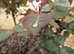  Nature une perle sur la feuille