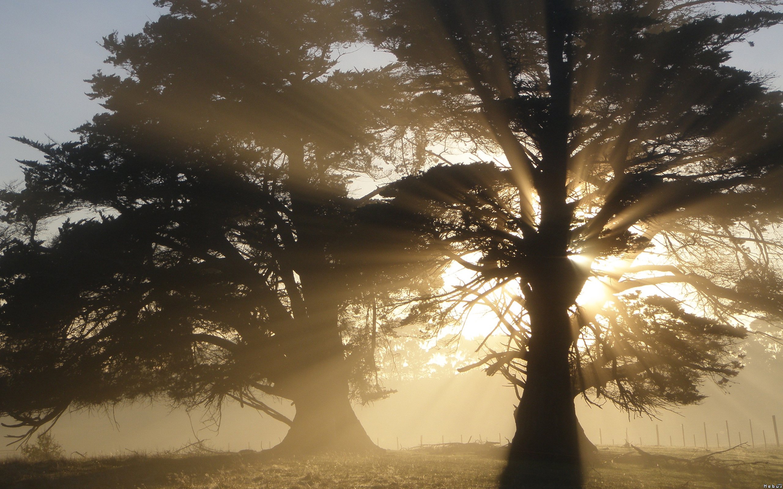 Fonds d'cran Nature Arbres - Forts 