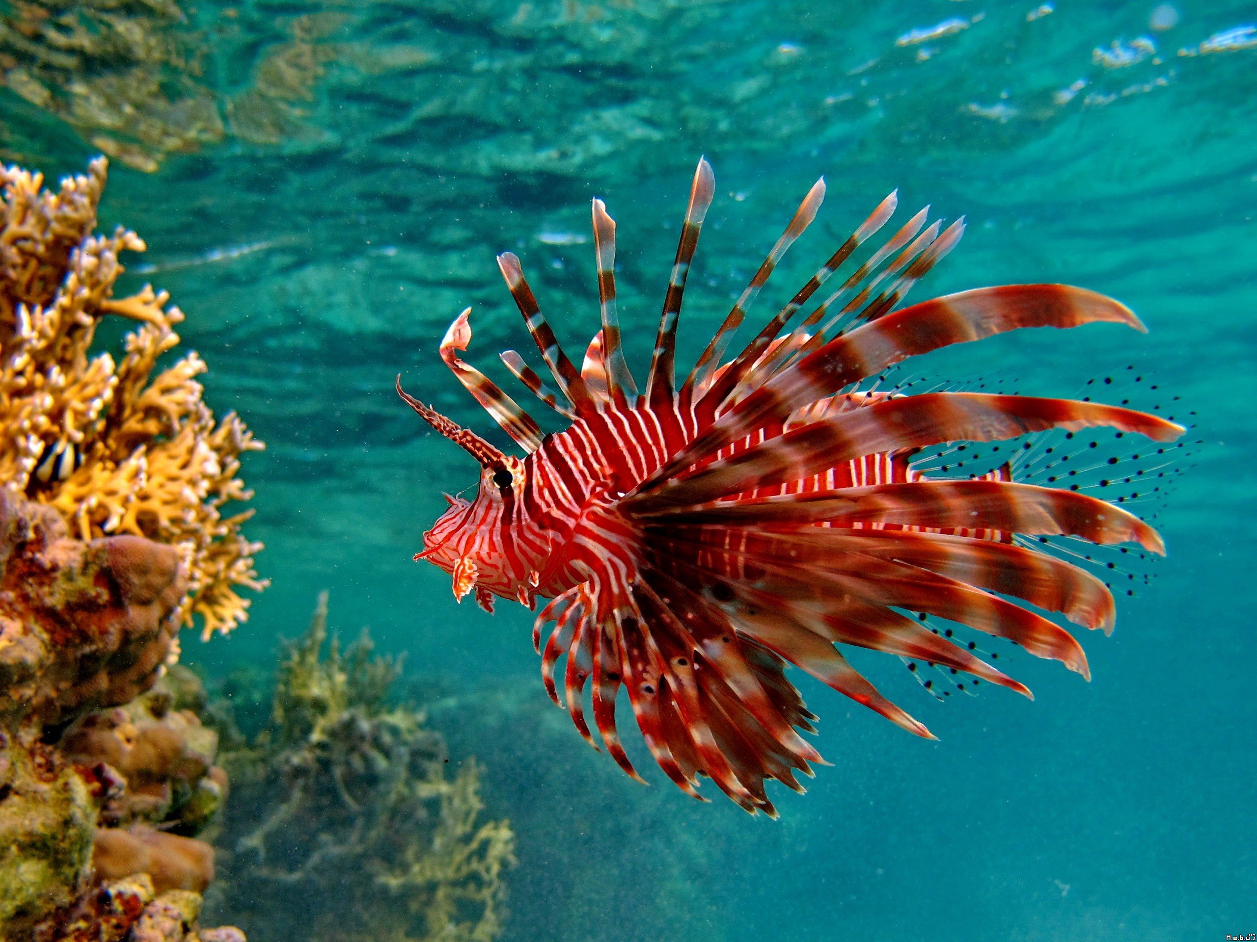 Wallpapers Animals Sealife - Fishes Rascasse volante