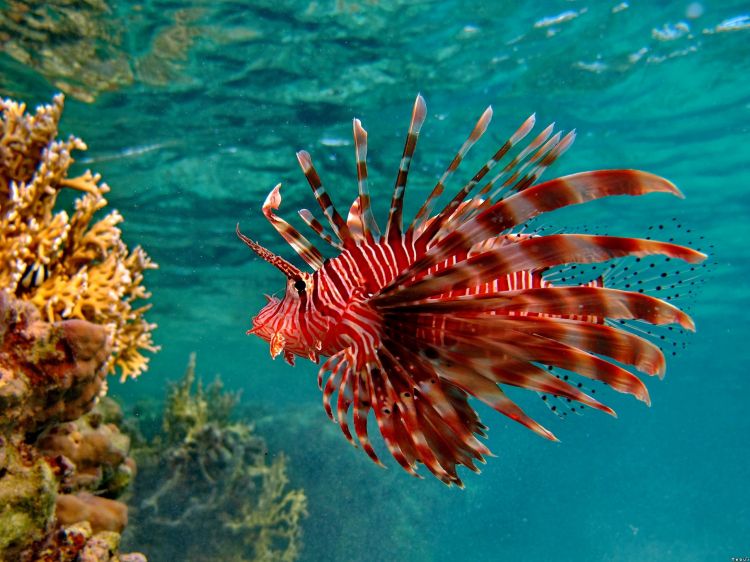 Wallpapers Animals Sealife - Fishes Rascasse volante