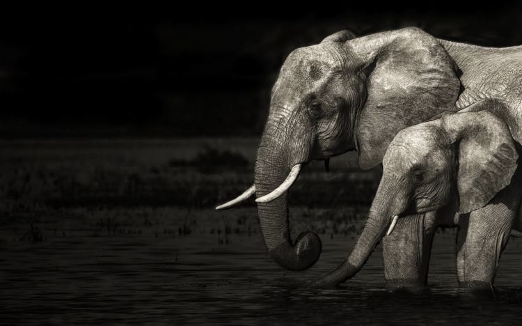 Wallpapers Animals Elephants Wallpaper N297700