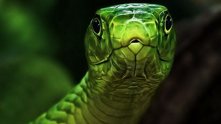 Wallpapers Animals Snakes Wallpaper N297375