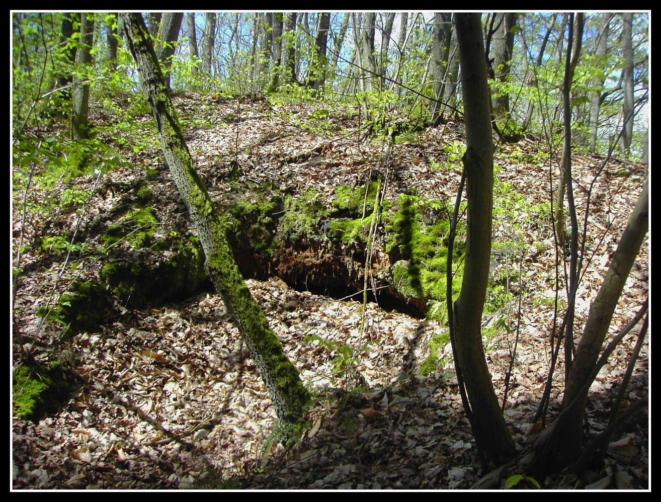 Fonds d'cran Nature Arbres - Forts 