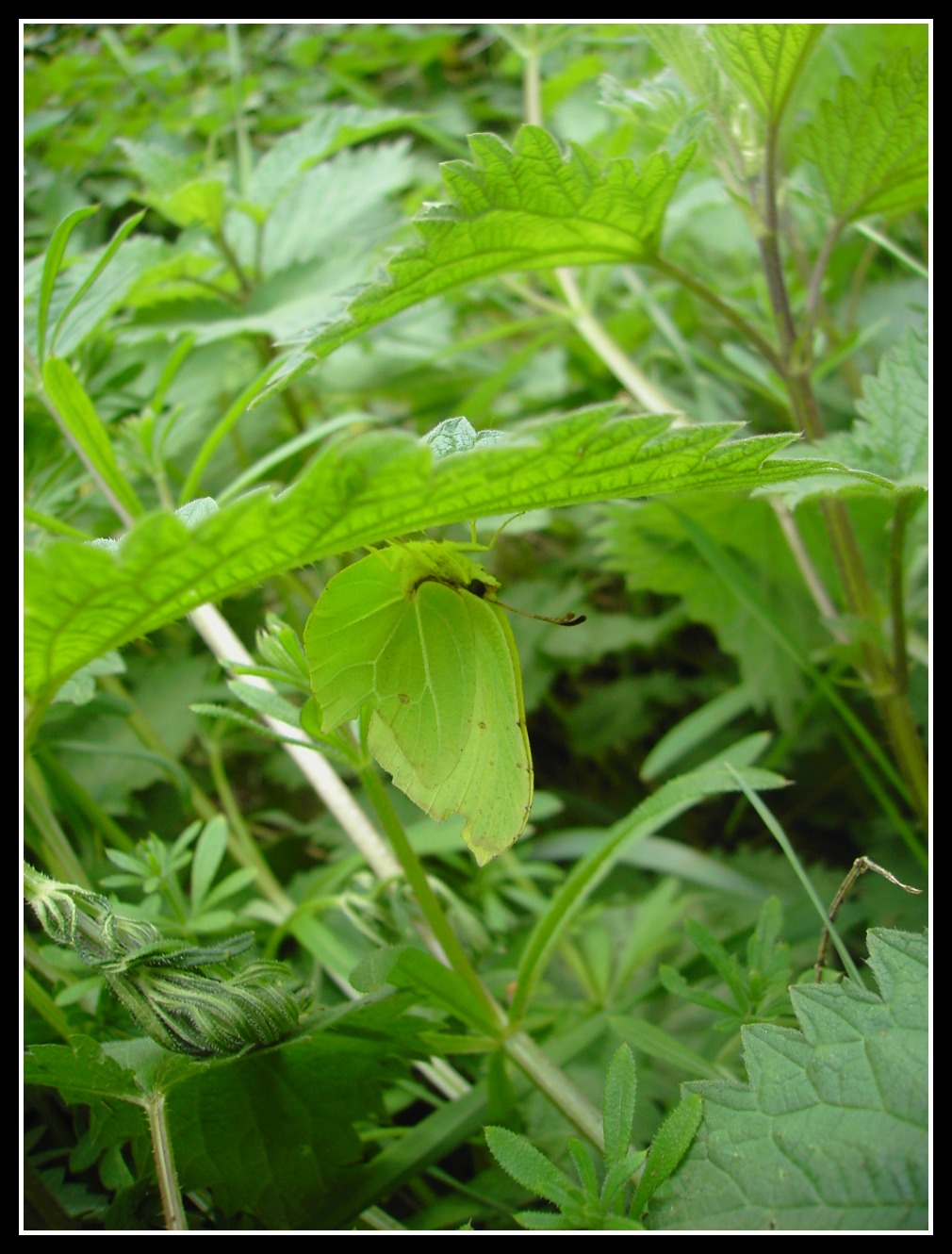 Fonds d'cran Animaux Insectes - Papillons cherchez l'intrus!!