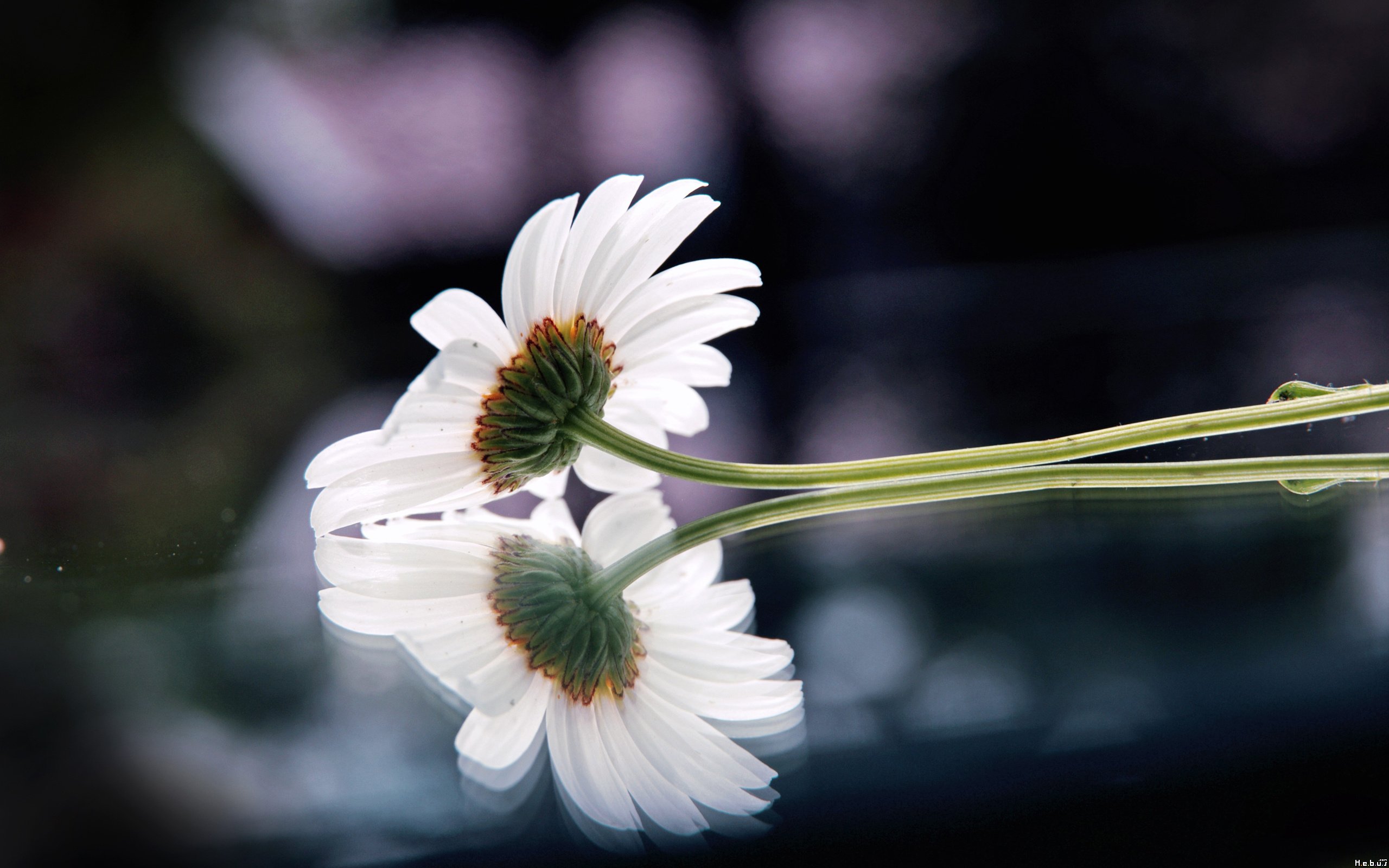 Fonds d'cran Nature Fleurs 