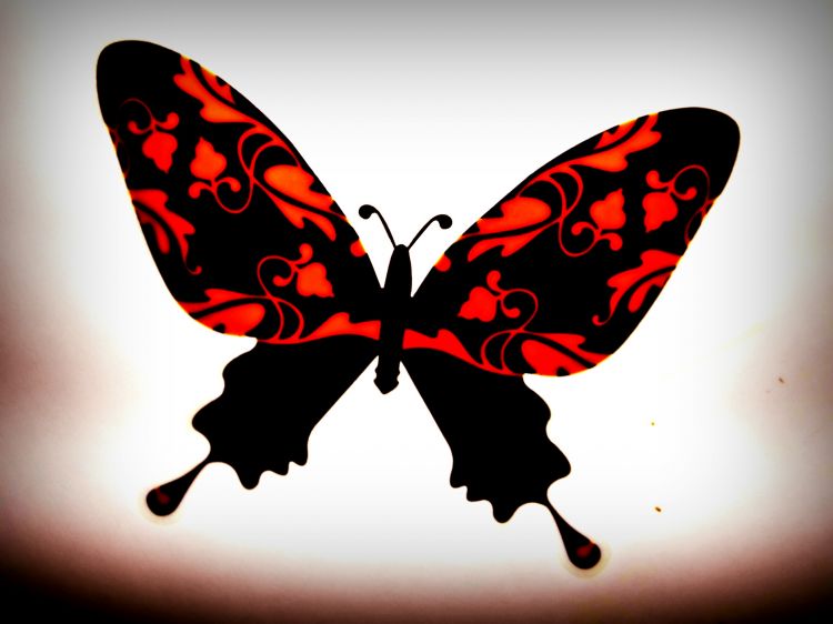 Wallpapers Objects Miscellaneous papillon carlate