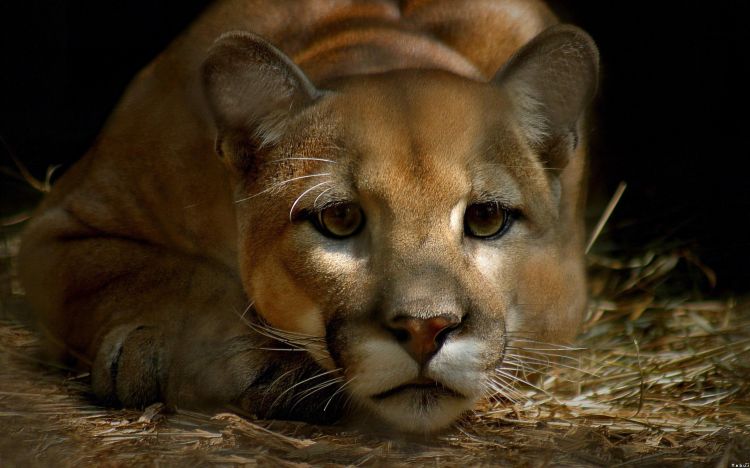 Wallpapers Animals Felines - Pumas Wallpaper N297438