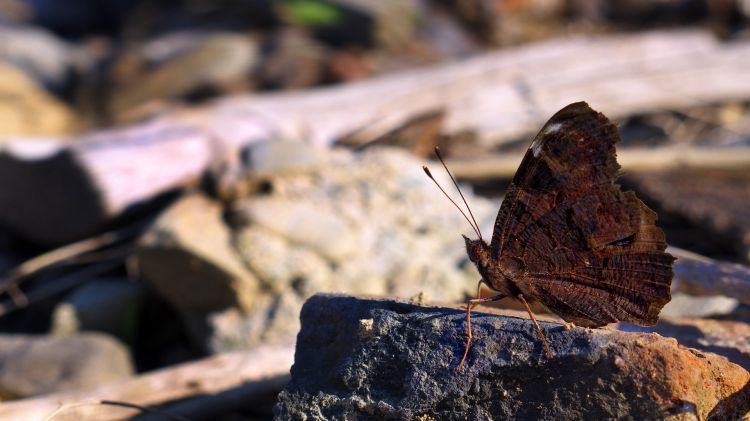 Fonds d'cran Animaux Insectes - Papillons Dtendez-vous dans le soleil.