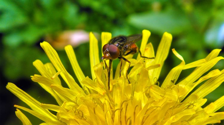 Wallpapers Animals Insects - Flies Mouche sur pissenlit