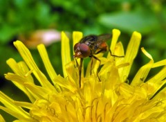  Animaux Mouche sur pissenlit