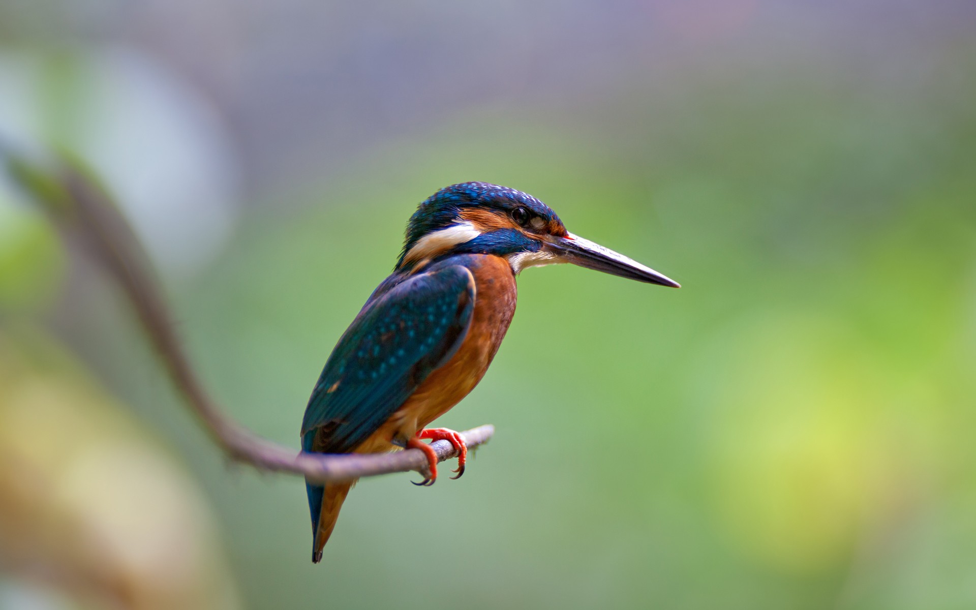 Fonds d'cran Animaux Oiseaux - Martins-pcheurs 