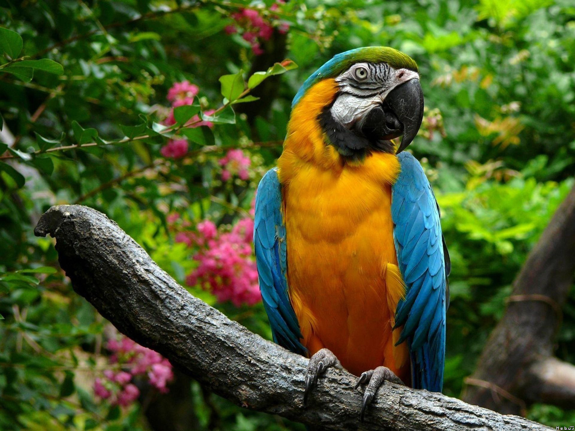 Fonds d'cran Animaux Oiseaux - Perroquets 