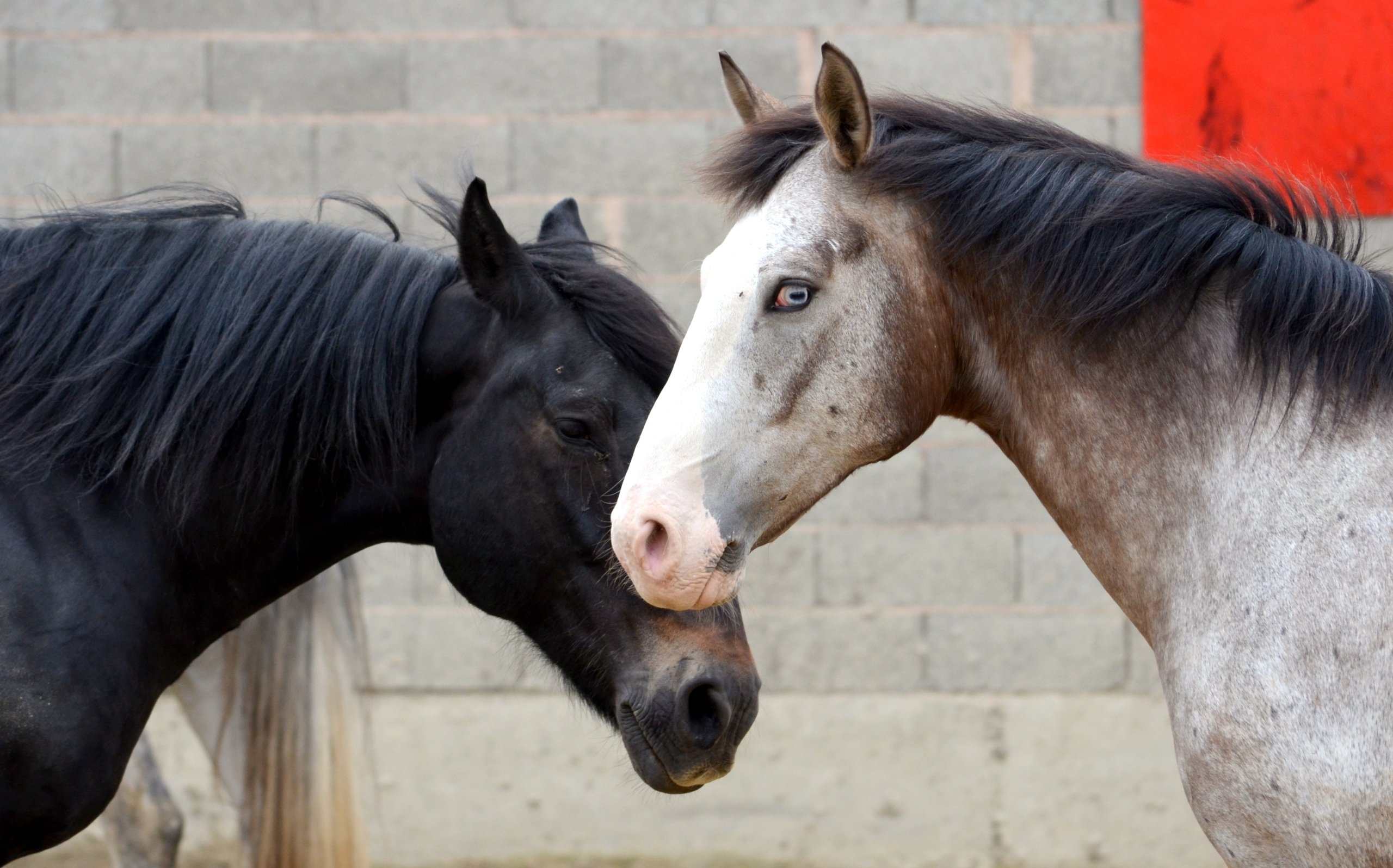 Fonds d'cran Animaux Chevaux 