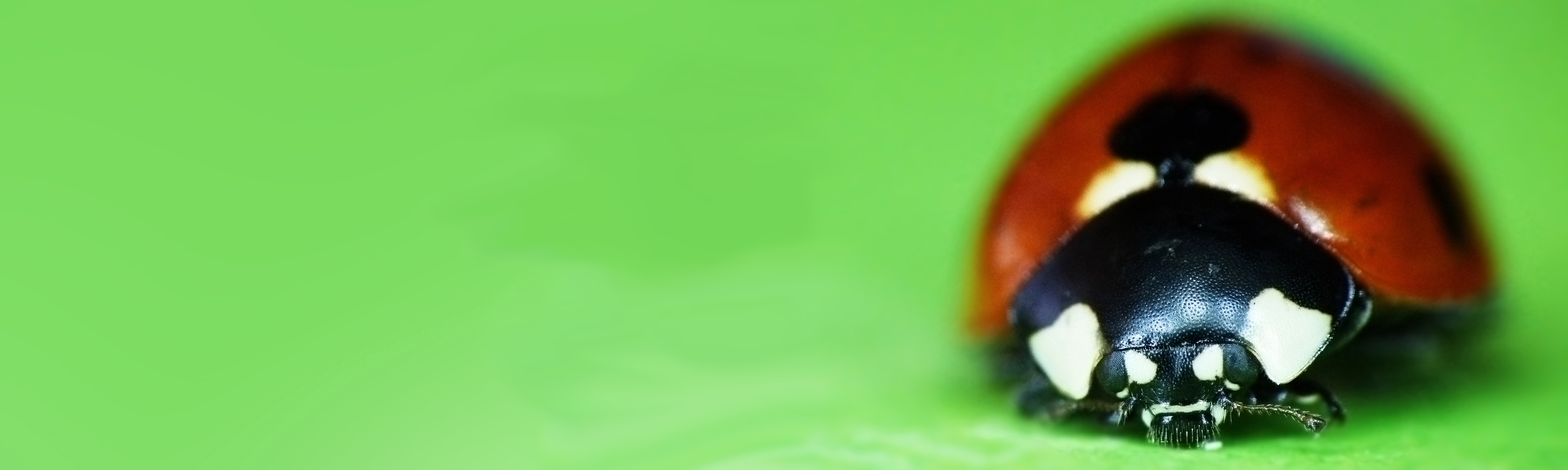 Wallpapers Animals Insects - Ladybugs Cocci