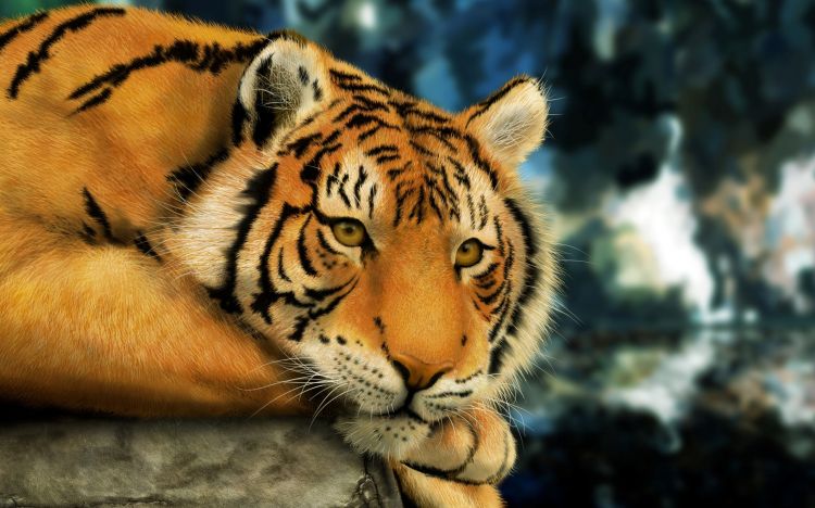 Fonds d'cran Animaux Flins - Tigres Wallpaper N297486