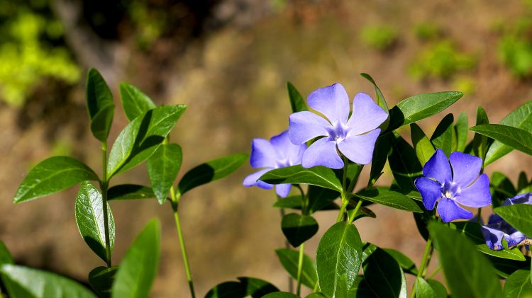 Fonds d'cran Nature Fleurs Vinca minor