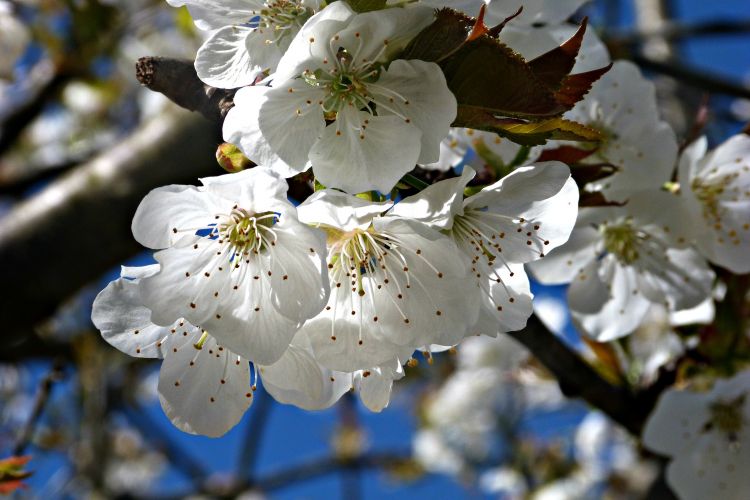 Wallpapers Nature Flowers Les cerisiers 