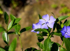  Nature Vinca minor