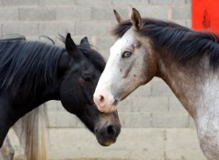  Animaux Image sans titre N297871