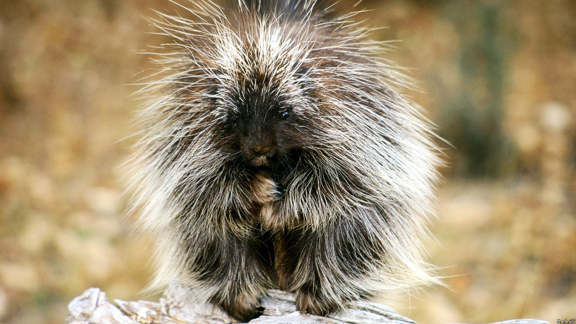 Wallpapers Animals Porcupine 