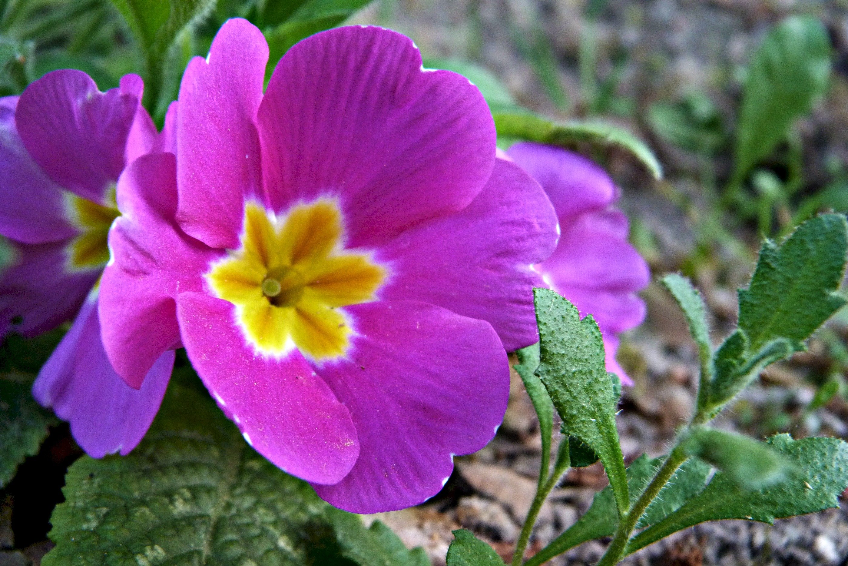 Wallpapers Nature Flowers Fleurs 