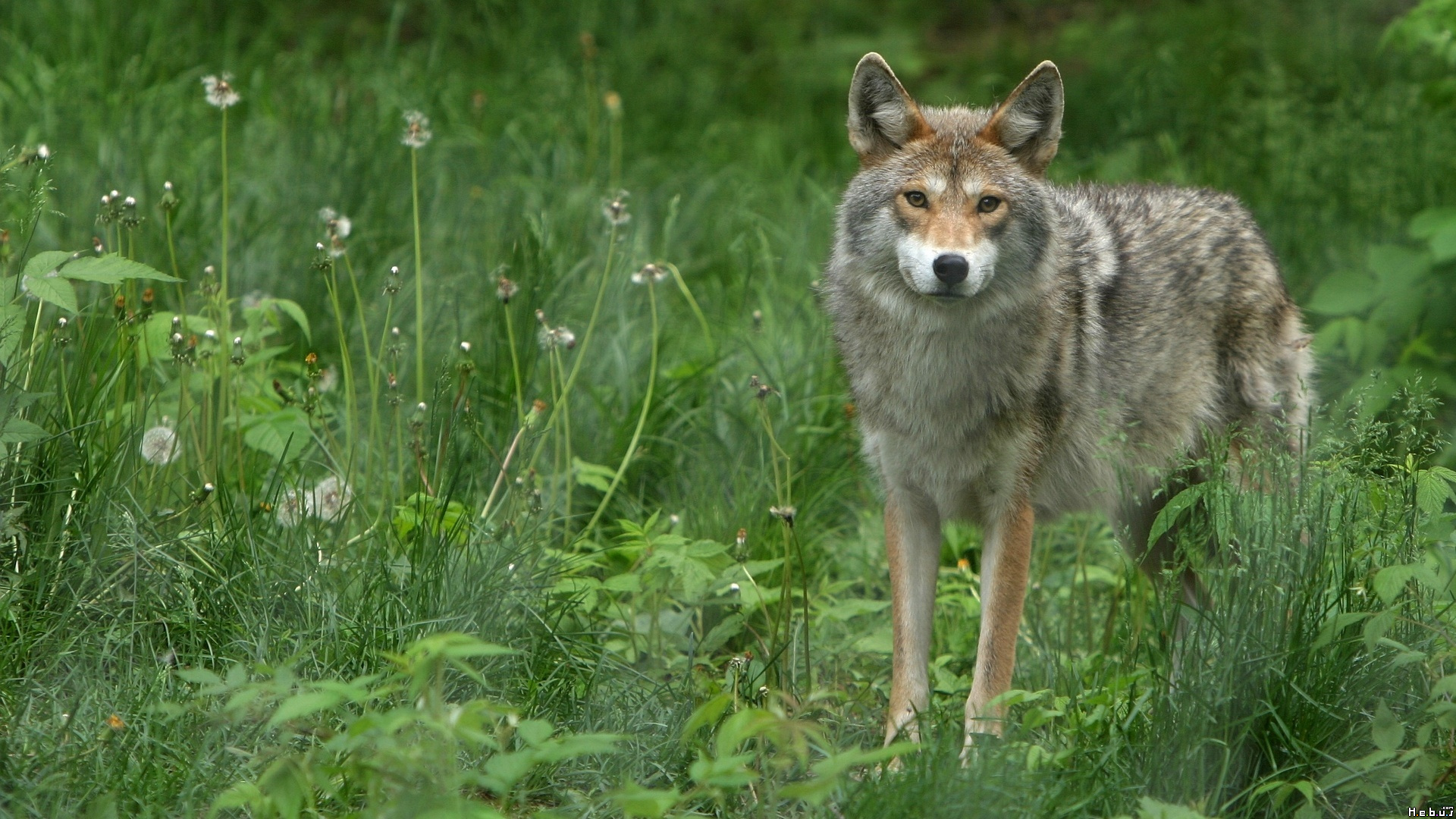 Fonds d'cran Animaux Loups 