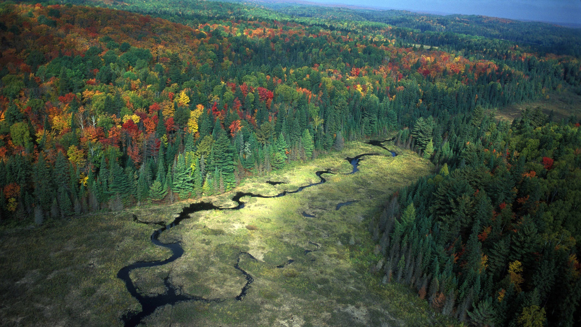 Fonds d'cran Nature Arbres - Forts 