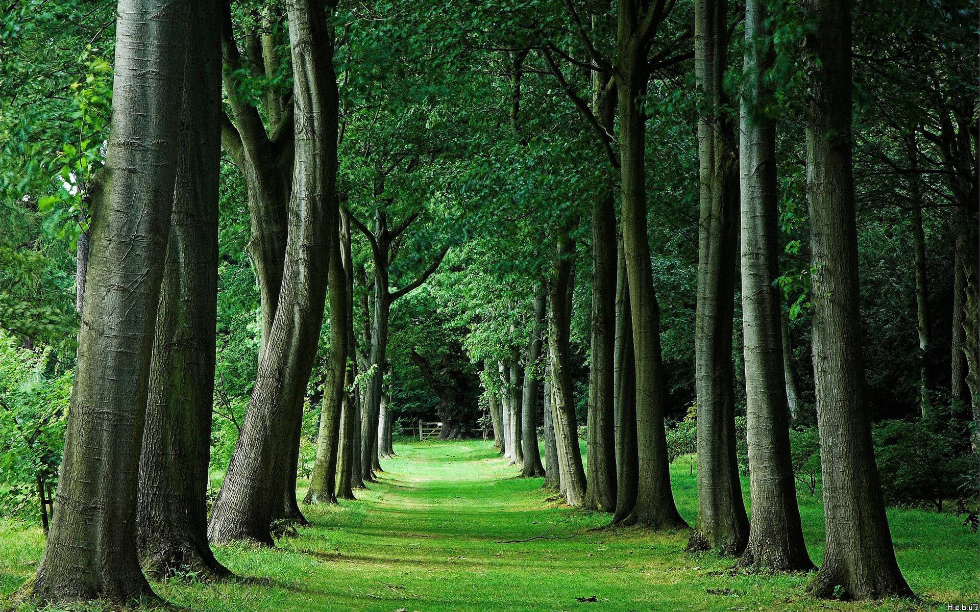 Fonds d'cran Nature Arbres - Forts 