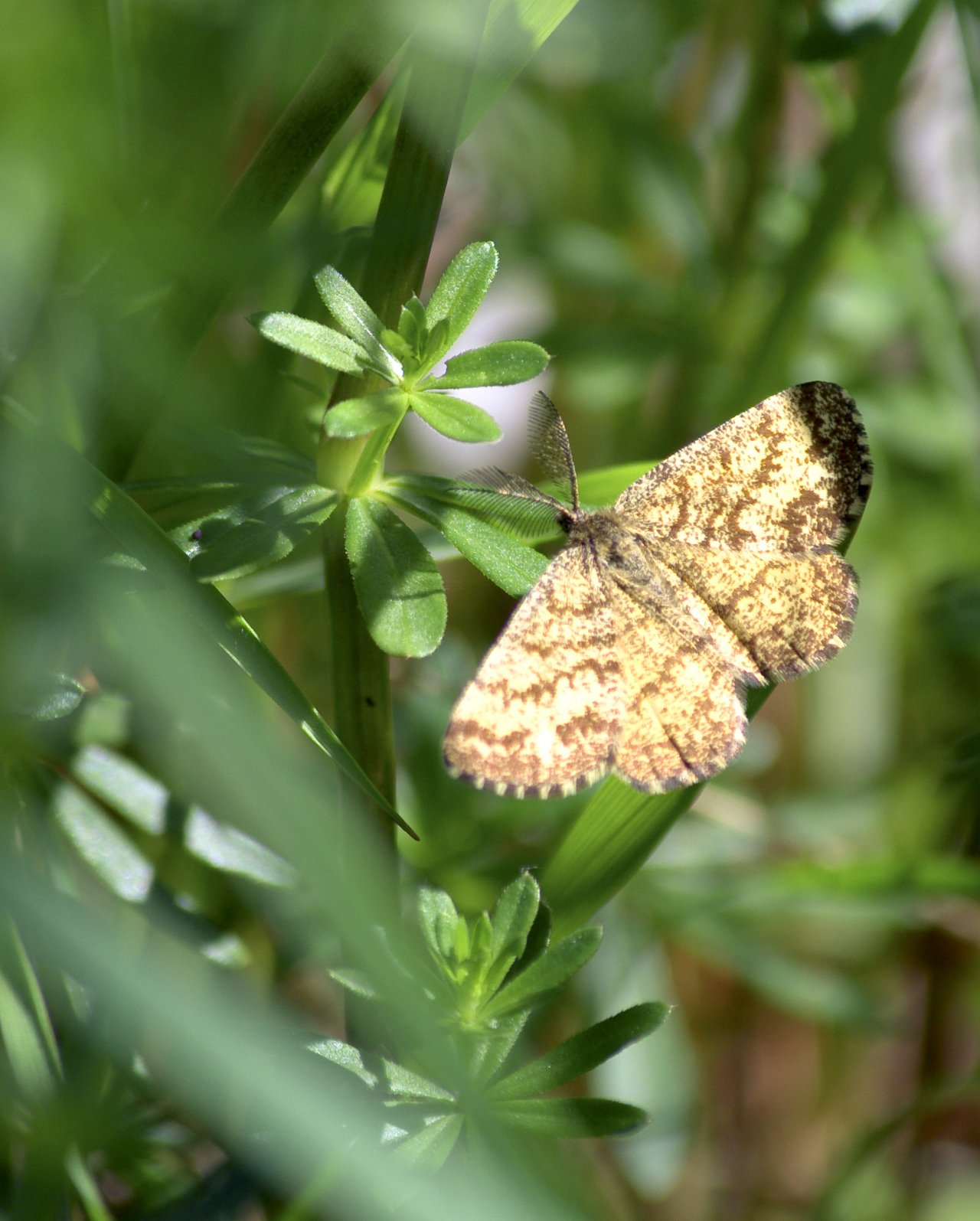 Fonds d'cran Animaux Insectes - Papillons 