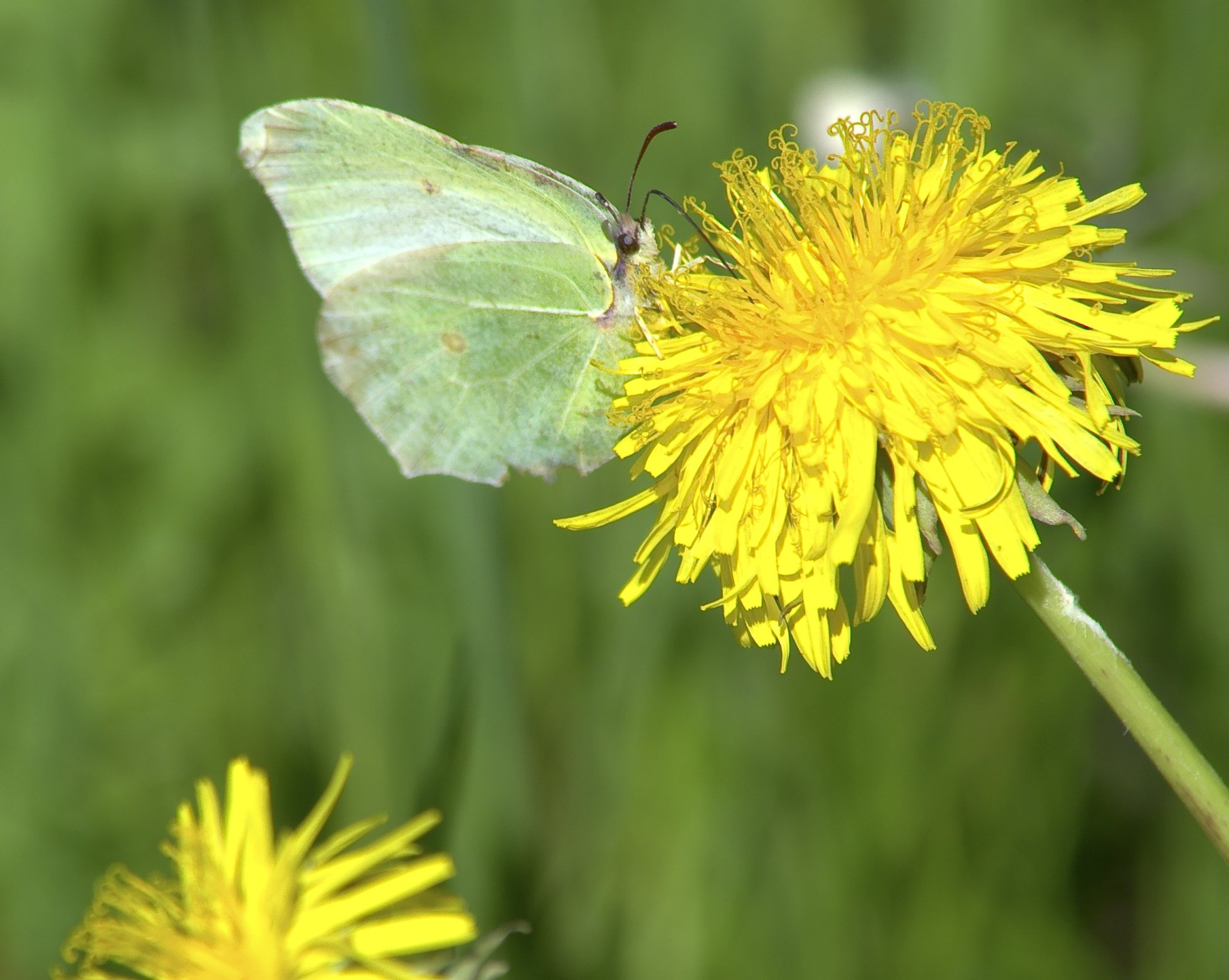 Wallpapers Animals Insects - Butterflies 