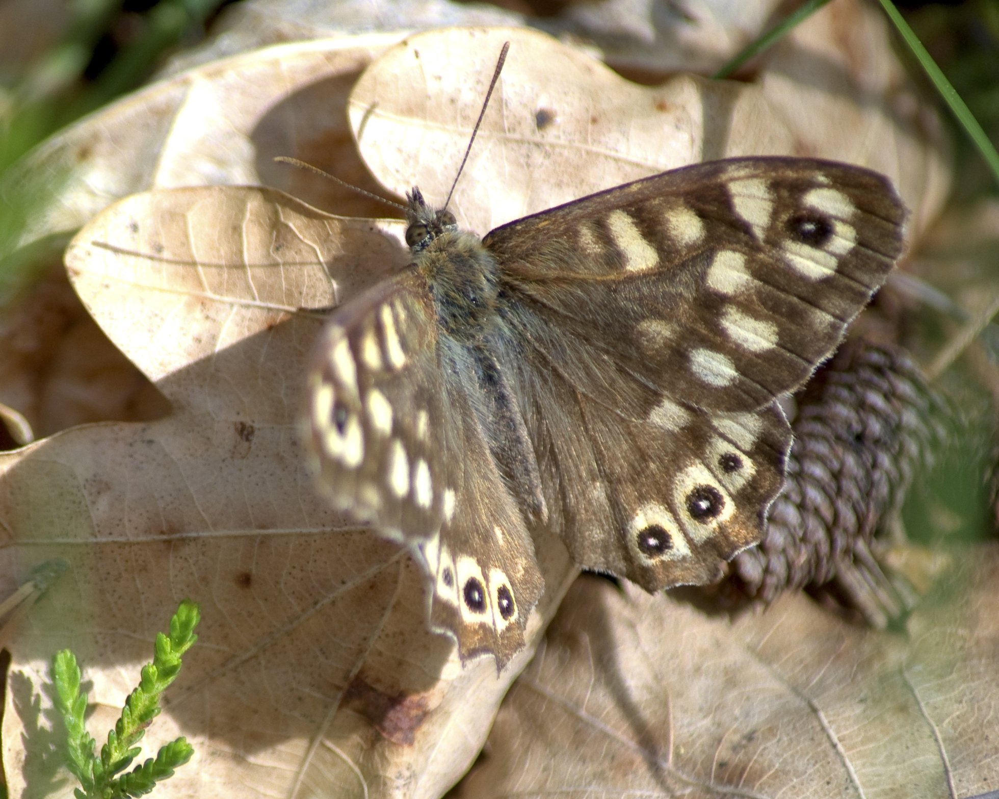 Fonds d'cran Animaux Insectes - Papillons 